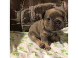 French Bulldog Puppy for sale in Winter Garden, FL, USA