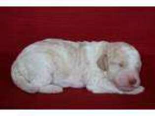 Goldendoodle Puppy for sale in New Market, TN, USA