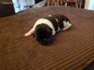 Akita Puppy for sale in Natrona Heights, PA, USA