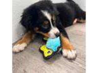 Bernese Mountain Dog Puppy for sale in South Houston, TX, USA