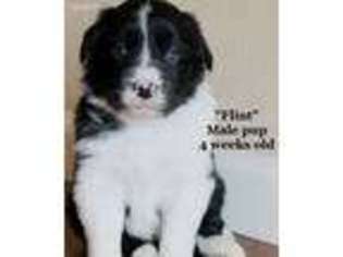 Border Collie Puppy for sale in Sevierville, TN, USA