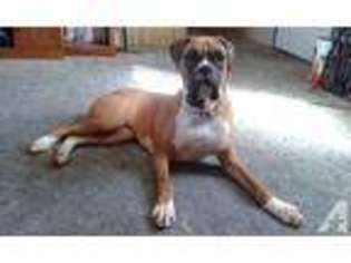 Boxer Puppy for sale in CUBA, NY, USA