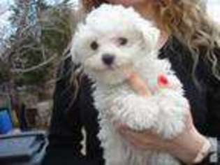 Maltese Puppy for sale in CHURCH ROAD, VA, USA