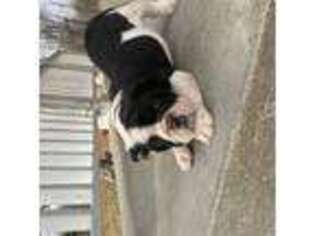 Bulldog Puppy for sale in Claremore, OK, USA