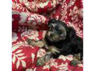 Yorkshire Terrier Puppy for sale in Leakey, TX, USA