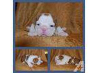 Rhodesian Ridgeback Puppy for sale in FREDERICKSBURG, VA, USA