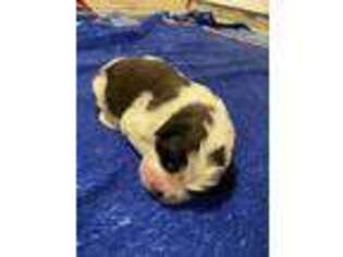 Saint Bernard Puppy for sale in Lexington, KY, USA