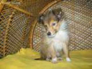 Shetland Sheepdog Puppy for sale in Newberry, IN, USA