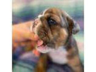 Bulldog Puppy for sale in Lake City, FL, USA