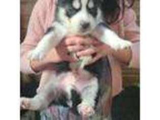 Mutt Puppy for sale in Blackfoot, ID, USA