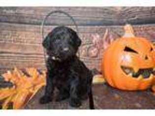 Labradoodle Puppy for sale in Hobbs, NM, USA