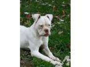 American Bulldog Puppy for sale in HOLLEY, NY, USA