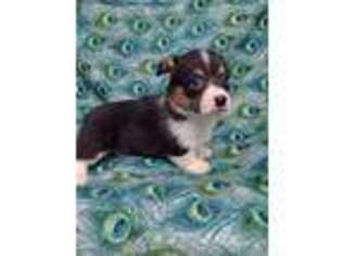 Pembroke Welsh Corgi Puppy for sale in Telephone, TX, USA