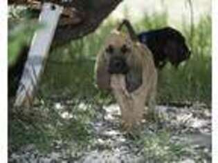 Bloodhound Puppy for sale in Gardnerville, NV, USA