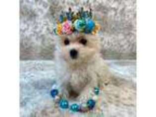 Maltese Puppy for sale in Stantonville, TN, USA