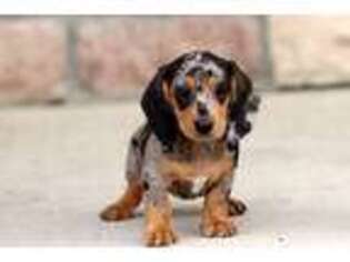 Dachshund Puppy for sale in Grand Rapids, MI, USA