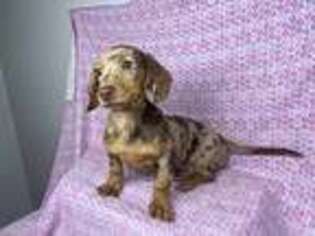 Dachshund Puppy for sale in Johnstown, OH, USA