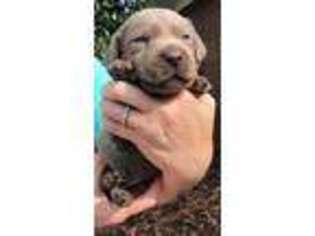 Labrador Retriever Puppy for sale in Carrollton, GA, USA