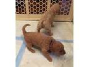 Goldendoodle Puppy for sale in Dunkirk, OH, USA