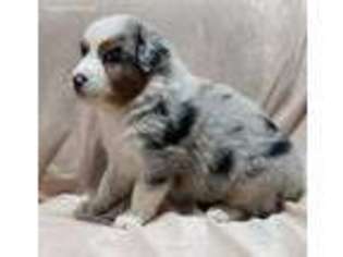 Australian Shepherd Puppy for sale in Washington, IN, USA