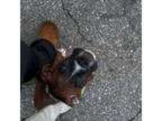 Boxer Puppy for sale in Lowell, MA, USA