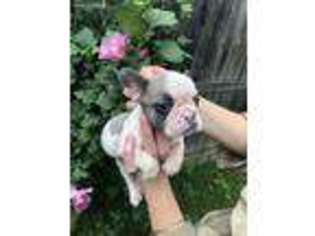 French Bulldog Puppy for sale in Allen Park, MI, USA