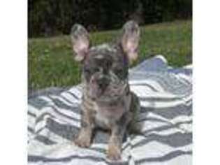 French Bulldog Puppy for sale in White Pigeon, MI, USA