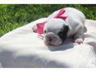 Bulldog Puppy for sale in CALABASAS, CA, USA