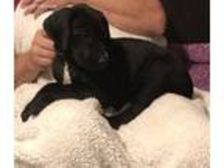Great Dane Puppy for sale in East Earl, PA, USA