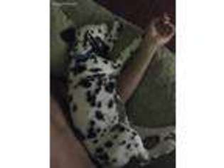 Dalmatian Puppy for sale in Mansfield, TX, USA