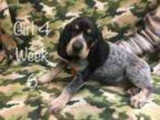 Bluetick Coonhound Puppy for sale in Phelan, CA, USA