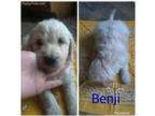 Goldendoodle Puppy for sale in Culver, IN, USA