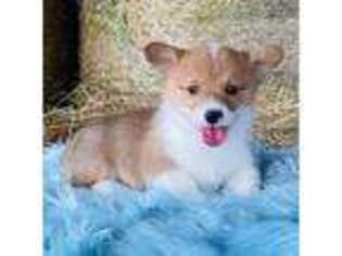 Pembroke Welsh Corgi Puppy for sale in Los Angeles, CA, USA