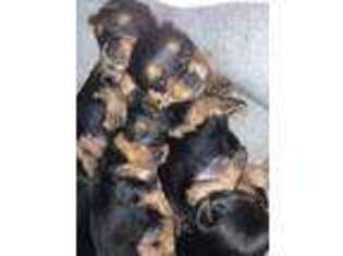 Yorkshire Terrier Puppy for sale in Trenton, NJ, USA