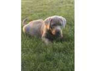 Labrador Retriever Puppy for sale in Sparks, NE, USA