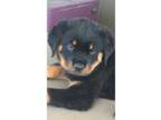 Rottweiler Puppy for sale in Peebles, OH, USA