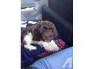 Labradoodle Puppy for sale in TRACY, CA, USA