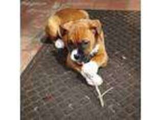 Boxer Puppy for sale in Northumberland, PA, USA