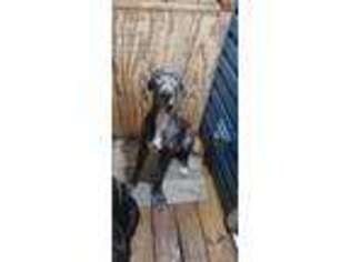 Great Dane Puppy for sale in Sycamore, IL, USA