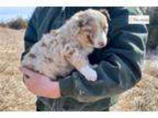 Australian Shepherd Puppy for sale in Pierre, SD, USA