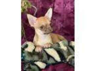 Chihuahua Puppy for sale in Allentown, PA, USA