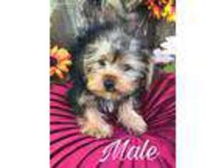 Yorkshire Terrier Puppy for sale in Jacksonville, FL, USA