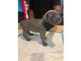 Cane Corso Puppy for sale in Fremont, CA, USA