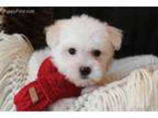 Coton de Tulear Puppy for sale in Mayflower, AR, USA