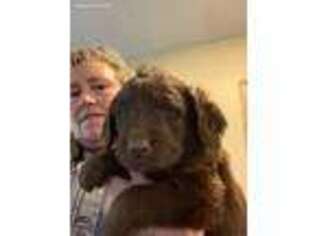 Labradoodle Puppy for sale in Pleasant Hope, MO, USA