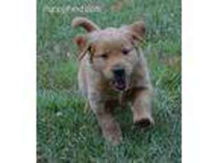 Golden Retriever Puppy for sale in Henryville, IN, USA