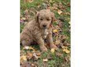 Goldendoodle Puppy for sale in Lawrenceburg, TN, USA