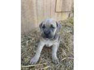 Cane Corso Puppy for sale in Fleetwood, PA, USA