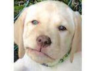 Labrador Retriever Puppy for sale in Blairsville, PA, USA