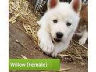 Siberian Husky Puppy for sale in Hillsboro, TX, USA